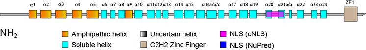 RLF homology region