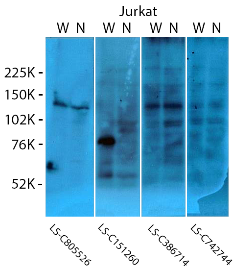 WB11252019B-Fig1