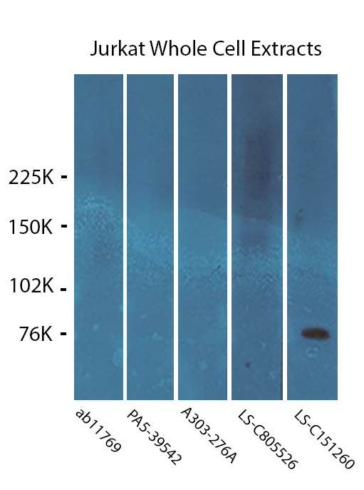 WB20191030-Fig1