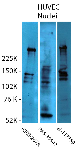 WB20191129-Fig1