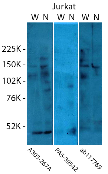 WB20191201-Fig1