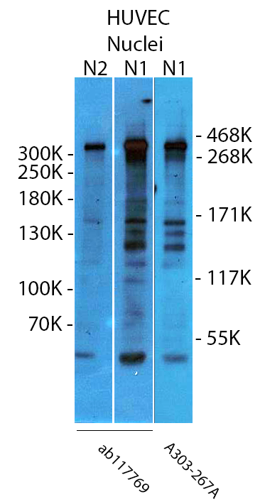 WB20191206-Fig1