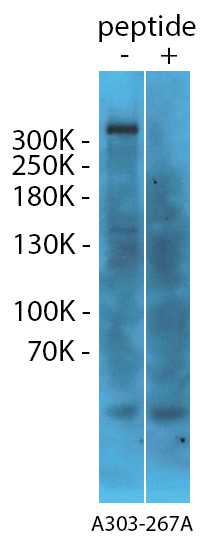 WB20191230-Fig1