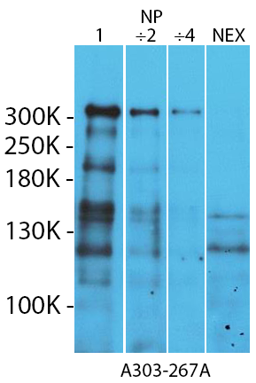 WB20200130-Fig1