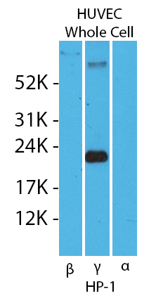 WB20200203-Fig1