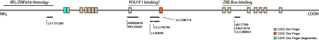 epitope map