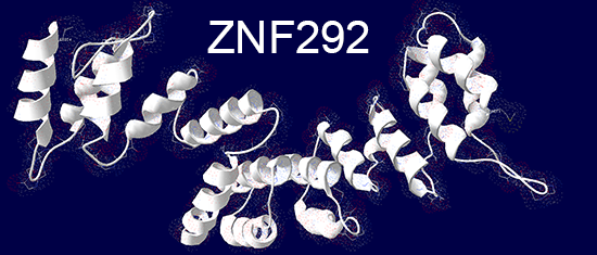 znf292